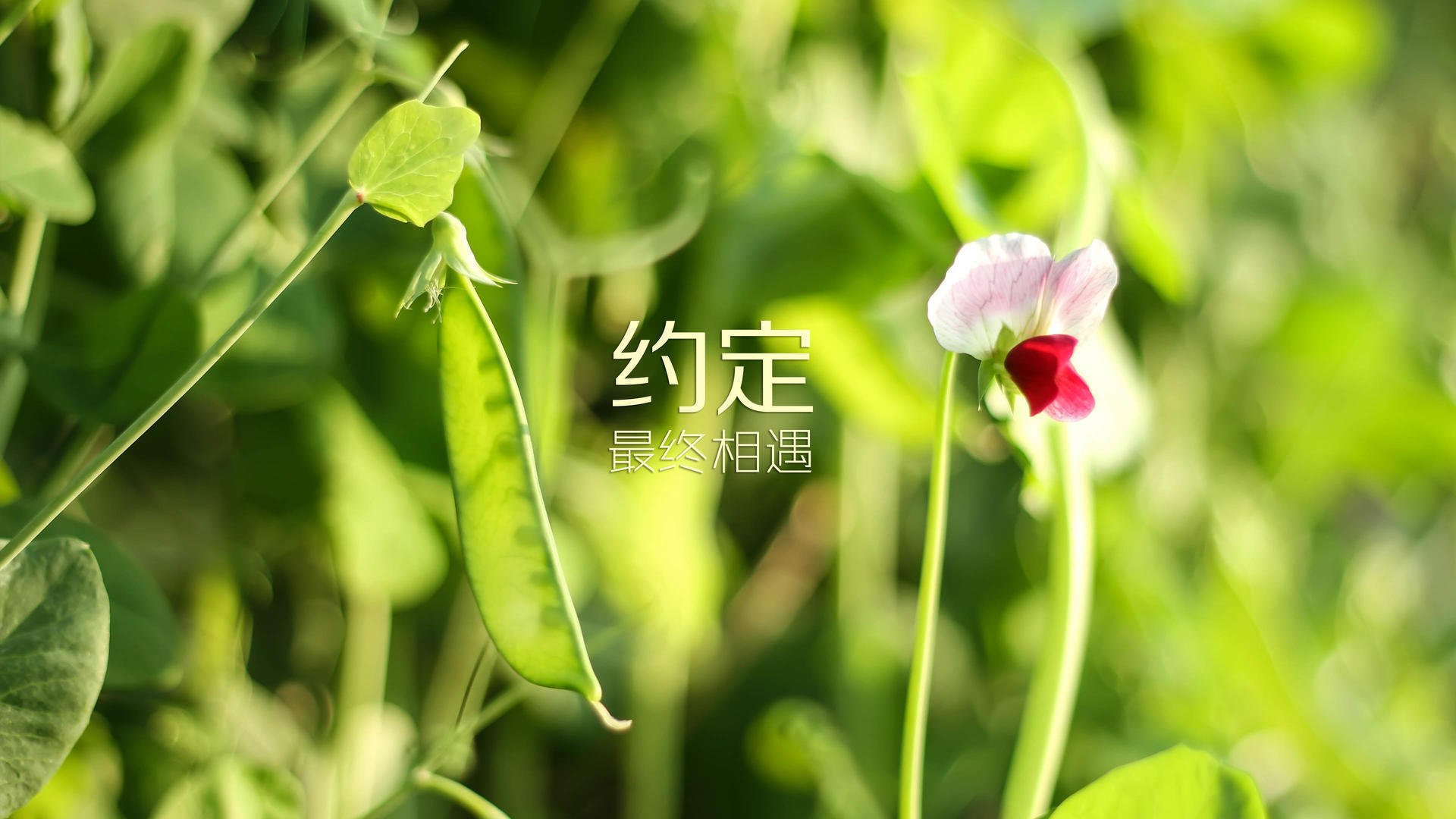 开云官方网页登录-“青春奔跑”青少年篮球公益公益跑在成都盛大举行，激发运动热情